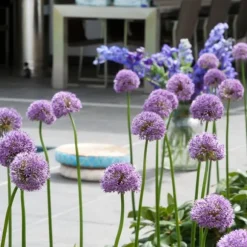 Allium lökar - Set om 16 - Allium 'Gladiator' - Blomlökar - Purpur