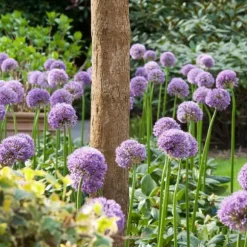 Allium lökar - Set om 16 - Allium 'Gladiator' - Blomlökar - Purpur