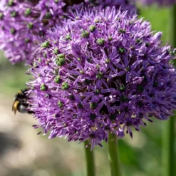 Allium lökar - Set om 16 - Allium 'Gladiator' - Blomlökar - Purpur