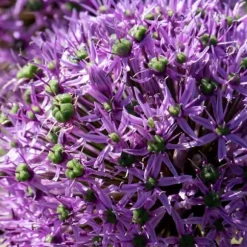 Allium lökar - Set om 16 - Allium 'Gladiator' - Blomlökar - Purpur