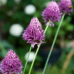 Allium lökar - Set om 200 - Allium 'Sphaerocephalon' - Blomlökar - Purpur