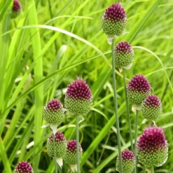 Allium lökar - Set om 200 - Allium 'Sphaerocephalon' - Blomlökar - Purpur