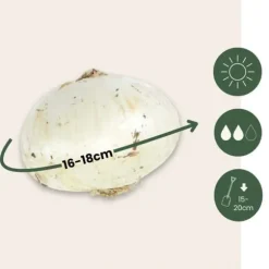 Allium lökar - Sæt om 15 - Allium 'Purple, 'White' - Blomlökar