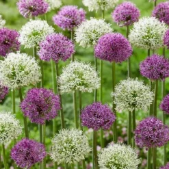 Allium lökar - Sæt om 15 - Allium 'Purple, 'White' - Blomlökar