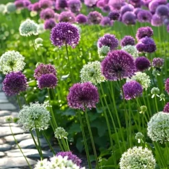 Allium lökar - Sæt om 15 - Allium 'Purple, 'White' - Blomlökar