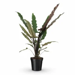 Alocasia Lauterbachiana Krukväxt Ø19 cm, Höjd ca 80 cm