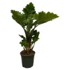 Alocasia portodora "Low Rider" Elefantöra Pilblad cirka 75 cm hög