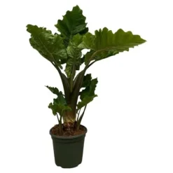Alocasia portodora "Low Rider" Elefantöra Pilblad cirka 75 cm hög