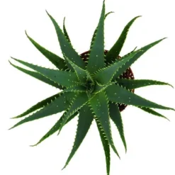 Aloe aborescens i en kruka på 19 cm