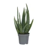 Aloe vera - Aloe barbadensis - Höjd 25-40cm - Pot 10,5cm