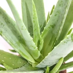 Aloe vera - ca. 2 år - 10,5cm kruka