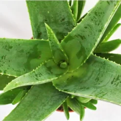 Aloe vera - ca. 4-5 år - 15cm kruka