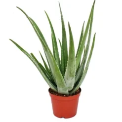 Aloe Vera - ca. 7-8 år gammal - 21cm kruka, stor och mycket gammal planta