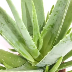 Aloe Vera - ca. 7-8 år gammal - 21cm kruka, stor och mycket gammal planta