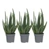 Aloe vera - Set om 3 - Aloe barbadensis - Höjd 25-40cm - ⌀10,5cm