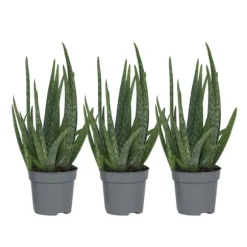 Aloe vera - Set om 3 - Aloe barbadensis - Höjd 25-40cm - ⌀10,5cm