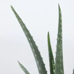 Aloe vera - Set om 3 - Aloe barbadensis - Höjd 25-40cm - ⌀10,5cm