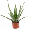 Aloe Vera Växt Ø19 cm, Höjd ca 70 cm