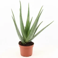 Aloe Vera Växt Ø19 cm, Höjd ca 70 cm