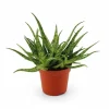 Aloe Vera Växt Ø10,5 cm Höjd ca 15 cm
