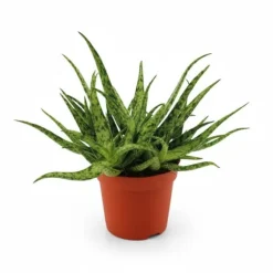 Aloe Vera Växt Ø10,5 cm Höjd ca 15 cm