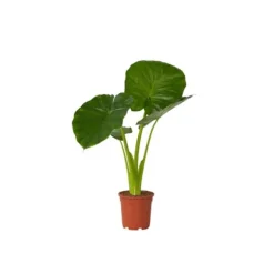 Alokasia - Alocasia 'Odora' - Höjd 55-75cm - ⌀17cm