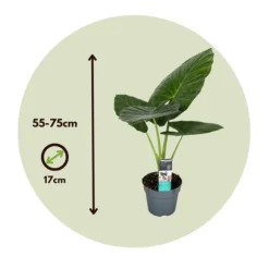 Alokasia - Alocasia 'Odora' - Höjd 55-75cm - ⌀17cm