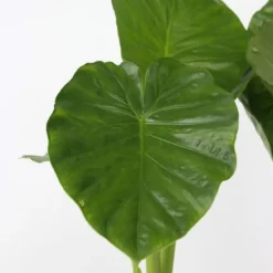 Alokasia - Alocasia 'Odora' - Höjd 55-75cm - ⌀17cm
