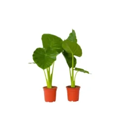 Alokasia - Set om 2 - Alocasia 'Odora' - Höjd 55-75cm - ⌀17cm