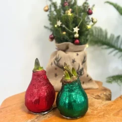 Amaryllis - Hippeastrum 'Glittrande Duo' - Röd och Grön