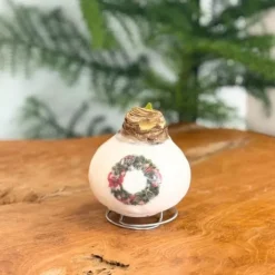 Amaryllis - Hippeastrum 'Porslinsvax Krans'