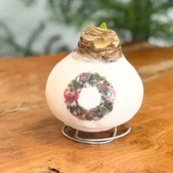 Amaryllis - Hippeastrum 'Porslinsvax Krans'