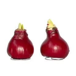 Amaryllis - Hippeastrum 'Wax Bordeaux' - Lök - Röda blommor