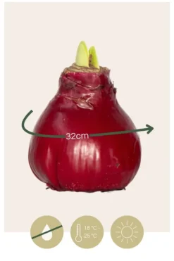 Amaryllis - Hippeastrum 'Wax Bordeaux' - Lök - Röda blommor