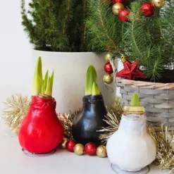 Amaryllis - Hippeastrum 'Wax Bordeaux' - Lök - Röda blommor