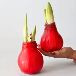 Amaryllis - Hippeastrum 'Wax Red' - Lök - Röda blommor