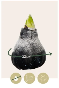 Amaryllis - Hippeastrum 'Wax Snow Black' - Lök - Röda blommor