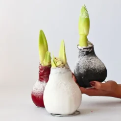 Amaryllis - Hippeastrum 'Wax Snow Black' - Lök - Röda blommor