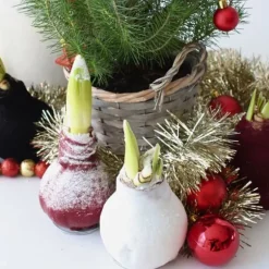 Amaryllis - Hippeastrum 'Wax Snow Black' - Lök - Röda blommor