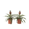 Ananasväxt - Set om 2 - Ananas comosus 'Mi Amigo' - Höjd 35-45cm - ⌀12cm