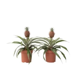 Ananasväxt - Set om 2 - Ananas comosus 'Mi Amigo' - Höjd 35-45cm - ⌀12cm