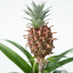Ananasväxt - Set om 2 - Ananas comosus 'Mi Amigo' - Höjd 35-45cm - ⌀12cm
