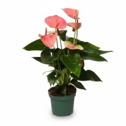 Anthurium Krukväxt Ø12 cm, Höjd ca 35 cm