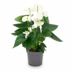 Anthurium Vit Krukväxt Ø12 cm Höjd ca 43 cm