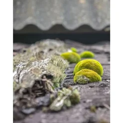 Anti-mousse - Dalep - 2100 Koncentrat 10L - Eliminera alger och lavar