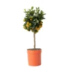 Apelsinträd - Citrus mitis 'Calamondin' - Höjd 55-65cm - ⌀19cm