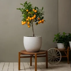 Apelsinträd - Citrus mitis 'Calamondin' - Höjd 55-65cm - ⌀19cm