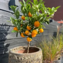 Apelsinträd - Citrus mitis 'Calamondin' - Höjd 55-65cm - ⌀19cm