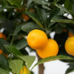 Apelsinträd - Citrus mitis 'Calamondin' - Höjd 55-65cm - ⌀19cm