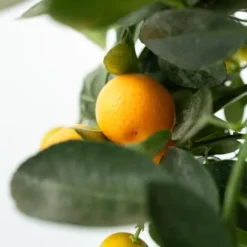 Apelsinträd - Citrus mitis 'Calamondin' - Höjd 55-65cm - ⌀19cm